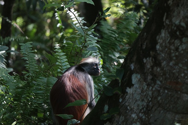 Free Monkey Zanzibar photo and picture
