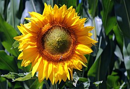 Sunflower, Flower, Blossom, Bloom