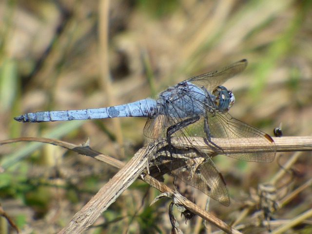 Libélula, Relva, Insetos, Natureza