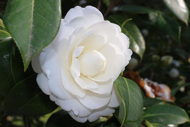 Flor, Blanco, Blanca, Naturaleza