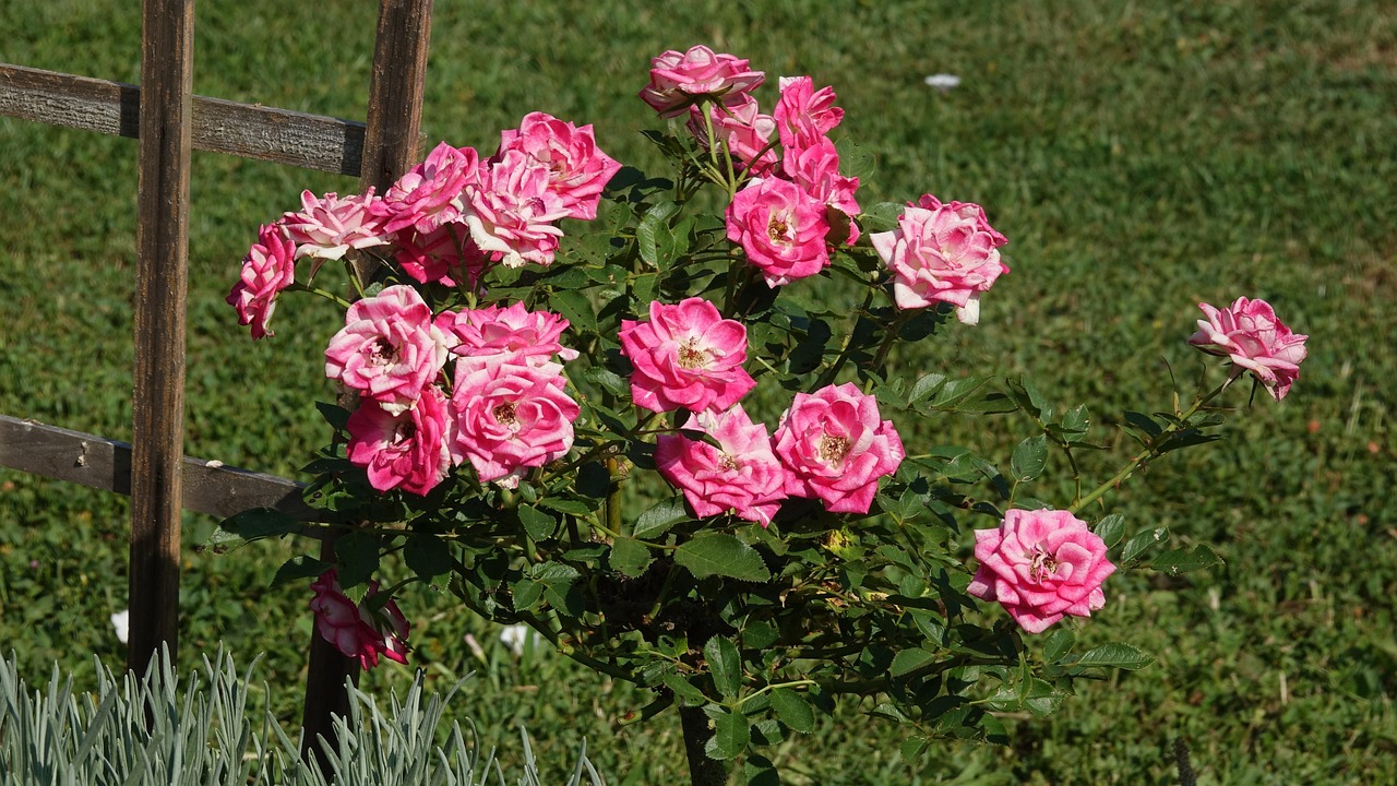 Bilder Rote Rosen Rosen Sommer Natur - Kostenloses Foto auf Pixabay - Pixabay