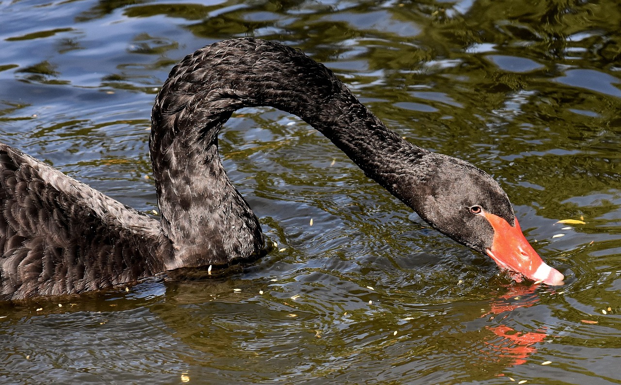 swan-3540868_1280.jpg