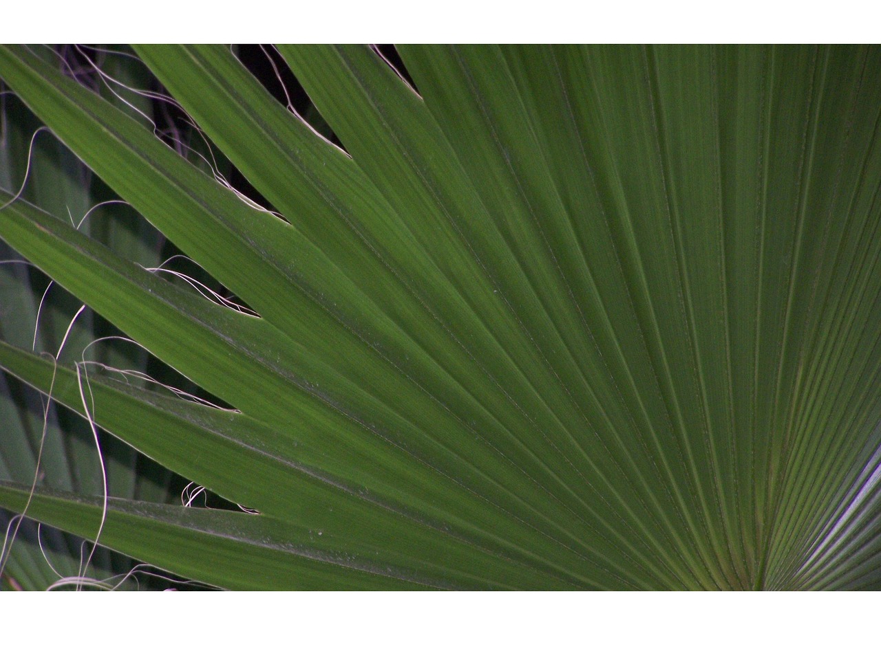 Natureza Plantas Verdes Jardim Foto gratuita