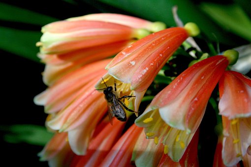 Free Flower Bee photo and picture