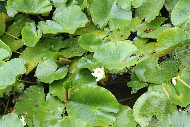Free Lotus Pond photo and picture