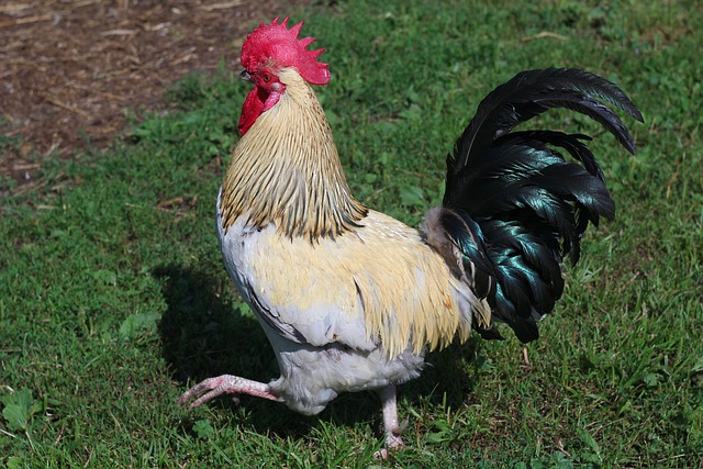 Free Poultry Nature photo and picture