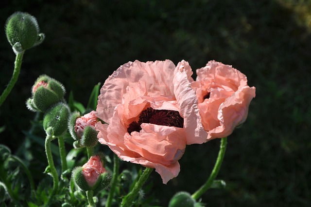 Free Flower Poppy photo and picture
