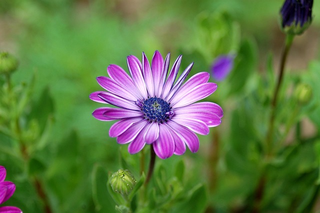 Free Daisy Flower photo and picture