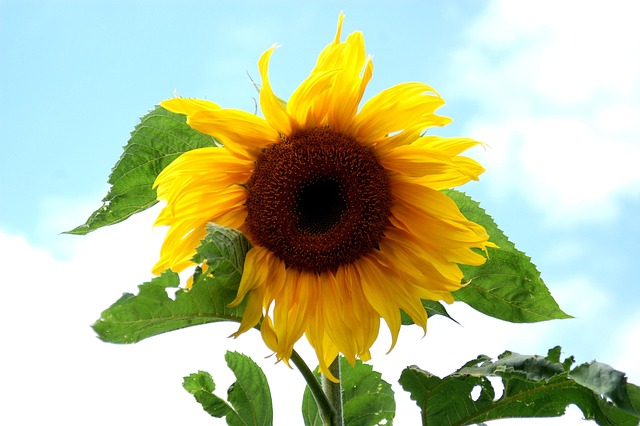 Free Sunflower Flower photo and picture