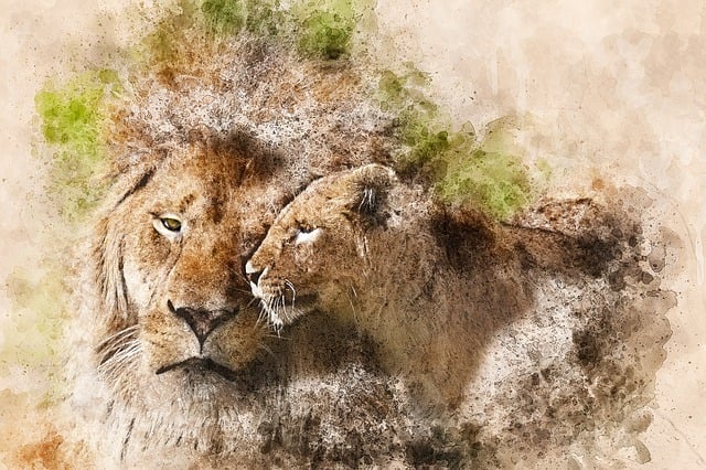 Free lion lioness wild illustration
