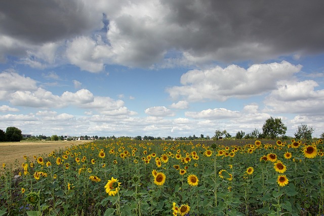 Free Sunflowers Field photo and picture