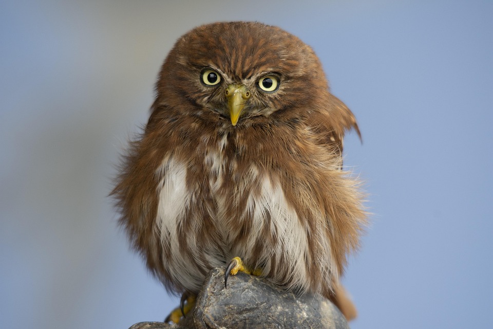 Sparrow Owl Birds Of Prey Bird Free photo on Pixabay Pixabay