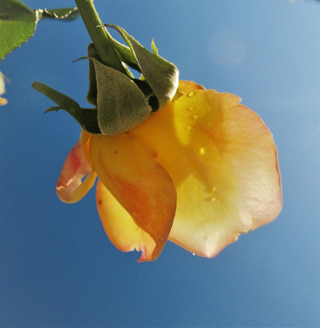 Free Rose Rain photo and picture
