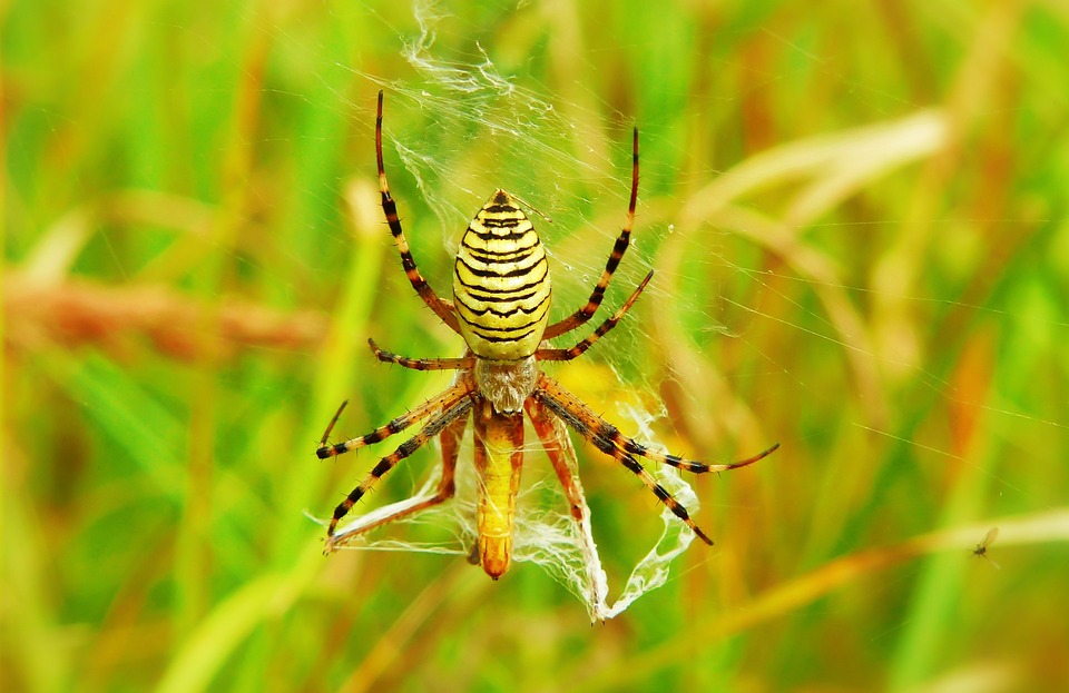 tygrzyk-paskowany-arachnid-insect-free-photo-on-pixabay-pixabay