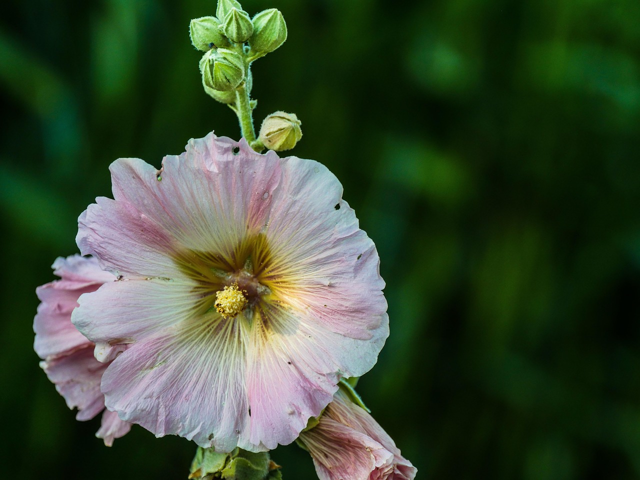 Stock Rose Hollyhock Flower Free photo on Pixabay
