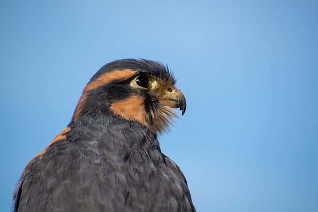 Free Falcon Bird photo and picture