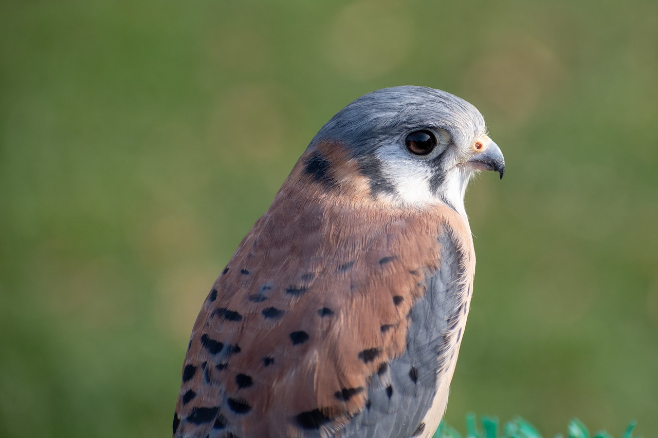 Falcon Raptor Bird - Free photo on Pixabay