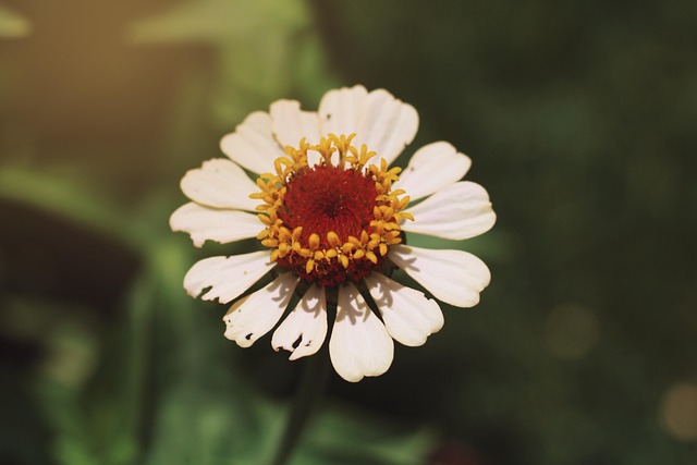 Free White Flower Flower Background photo and picture