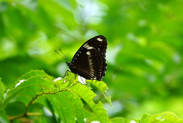 Free Butterfly Nature photo and picture