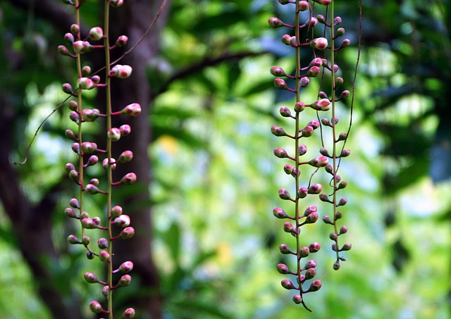 Free Plant Flowers photo and picture