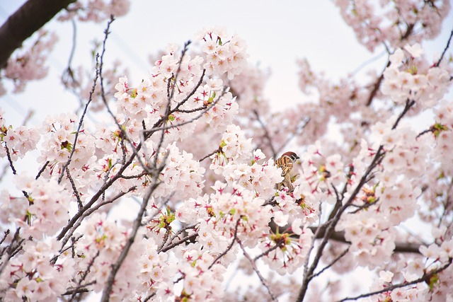 Free Cherry Blossoms Sparrow photo and picture
