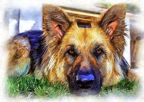 Free Dog Shepherd illustration and picture