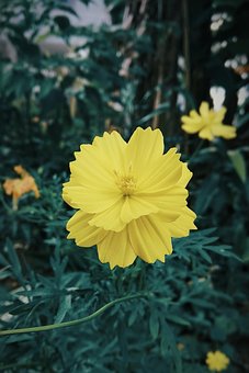 Flower, Bunga, Yellow, Smartphone
