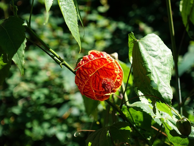 Free Indian Mallow Abutilon photo and picture