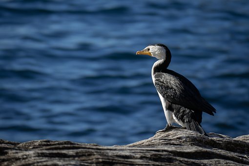Free Bird Water photo and picture