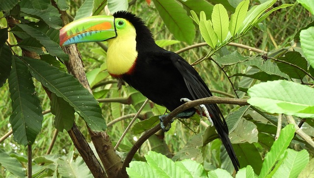 Free Bird Nature photo and picture