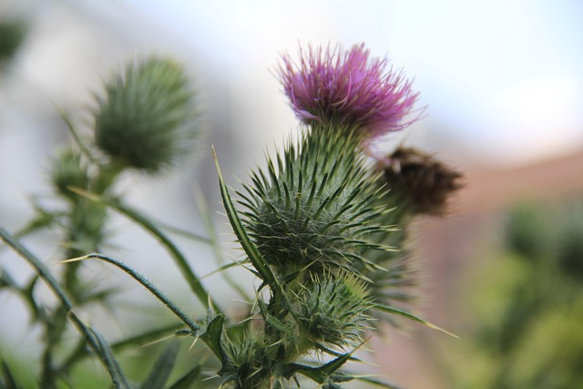 Free Flowers Spines photo and picture