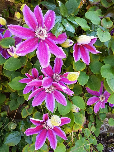 Rosado, Clemátide, Planta, Bloom