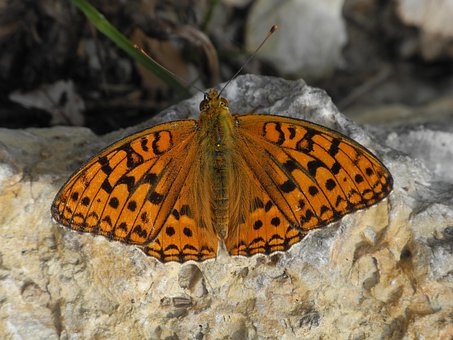 Schmetterling, Orange, Insekt, Natur