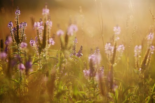 Sonnenuntergang, Sommer, Feld