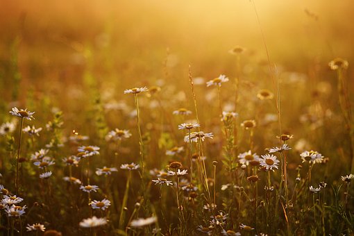 Kamille, Feld, Blumentapete, Natur