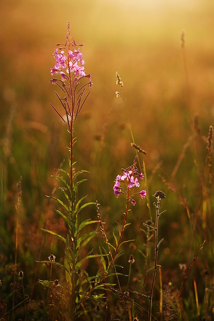 Feld, Sommer, Wiese, Schöne Blumen, Gras