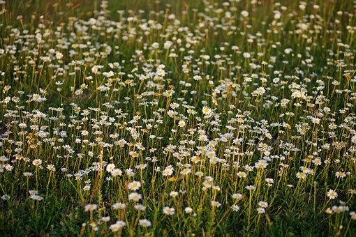 Feld, Sommer, Kamille, Wiese, Gras
