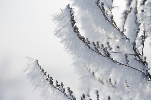 Winter, Kalt, Frost, White, Natur