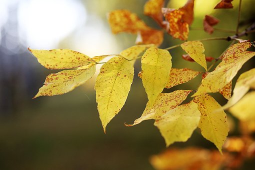 Herbst, Blätter, Gelb, Ahorn, Bunte