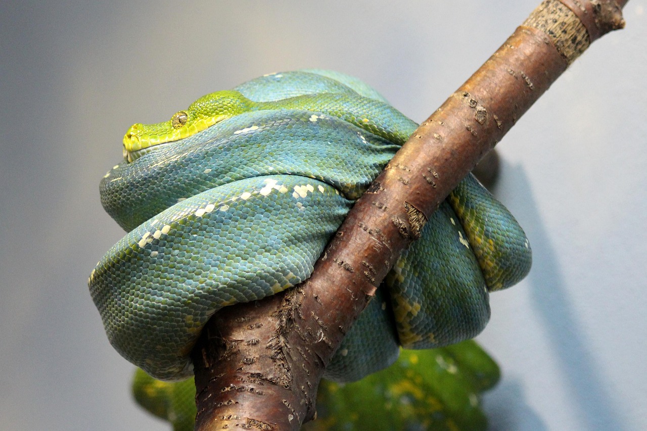 Snake Python Rep - Free photo on Pixabay - Pixabay