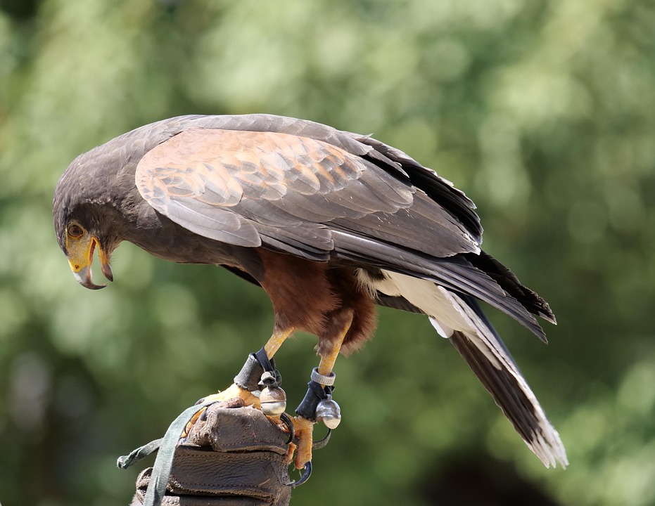 Bird Raptor Falconry - Free photo on Pixabay
