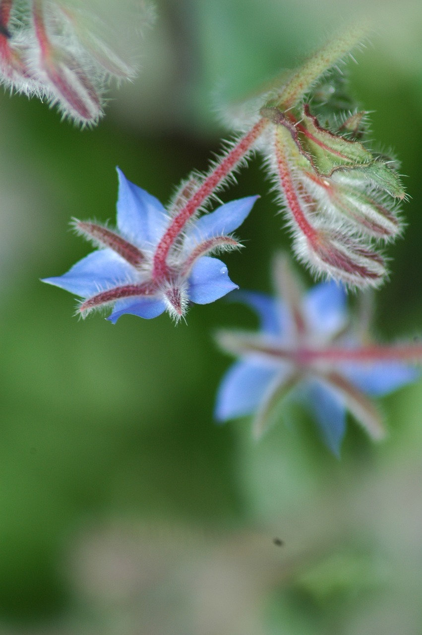 Free Nature Leaf photo and picture