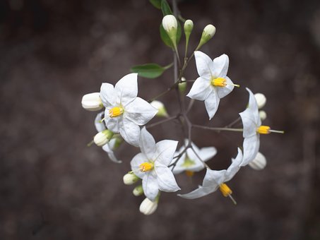 Free Blossoms Flower photo and picture