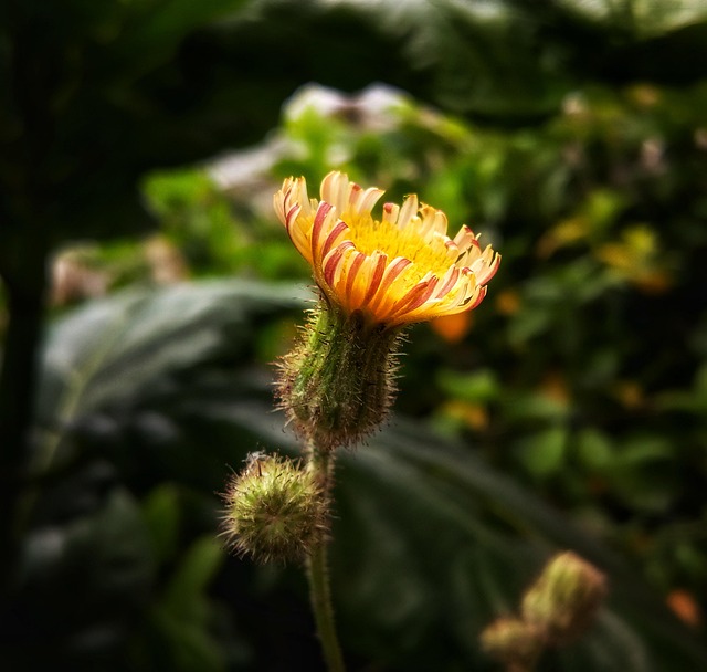 Free Dandelion Beautiful Flowers photo and picture