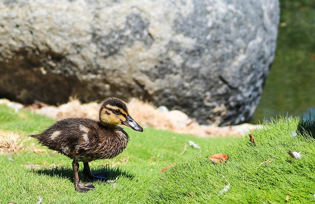 Free Swim Duck photo and picture