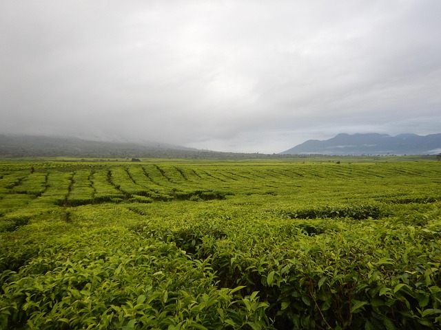 Free Tea Indonesia photo and picture