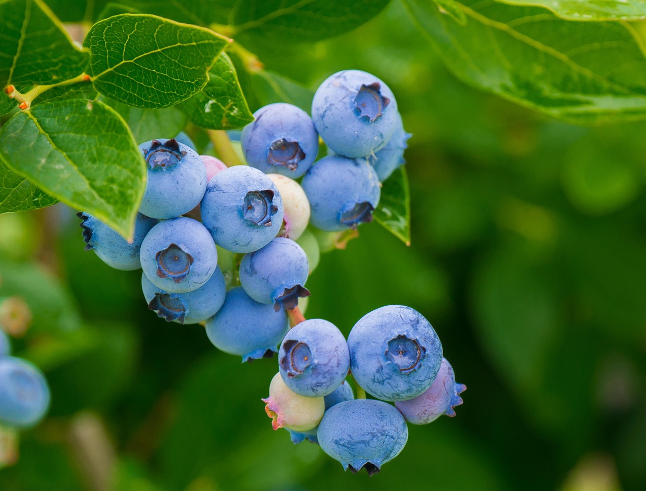 2 000 Free Blueberries Blueberry Images Pixabay 2 000 Free Blueberries Blueberry Images Pixabay
