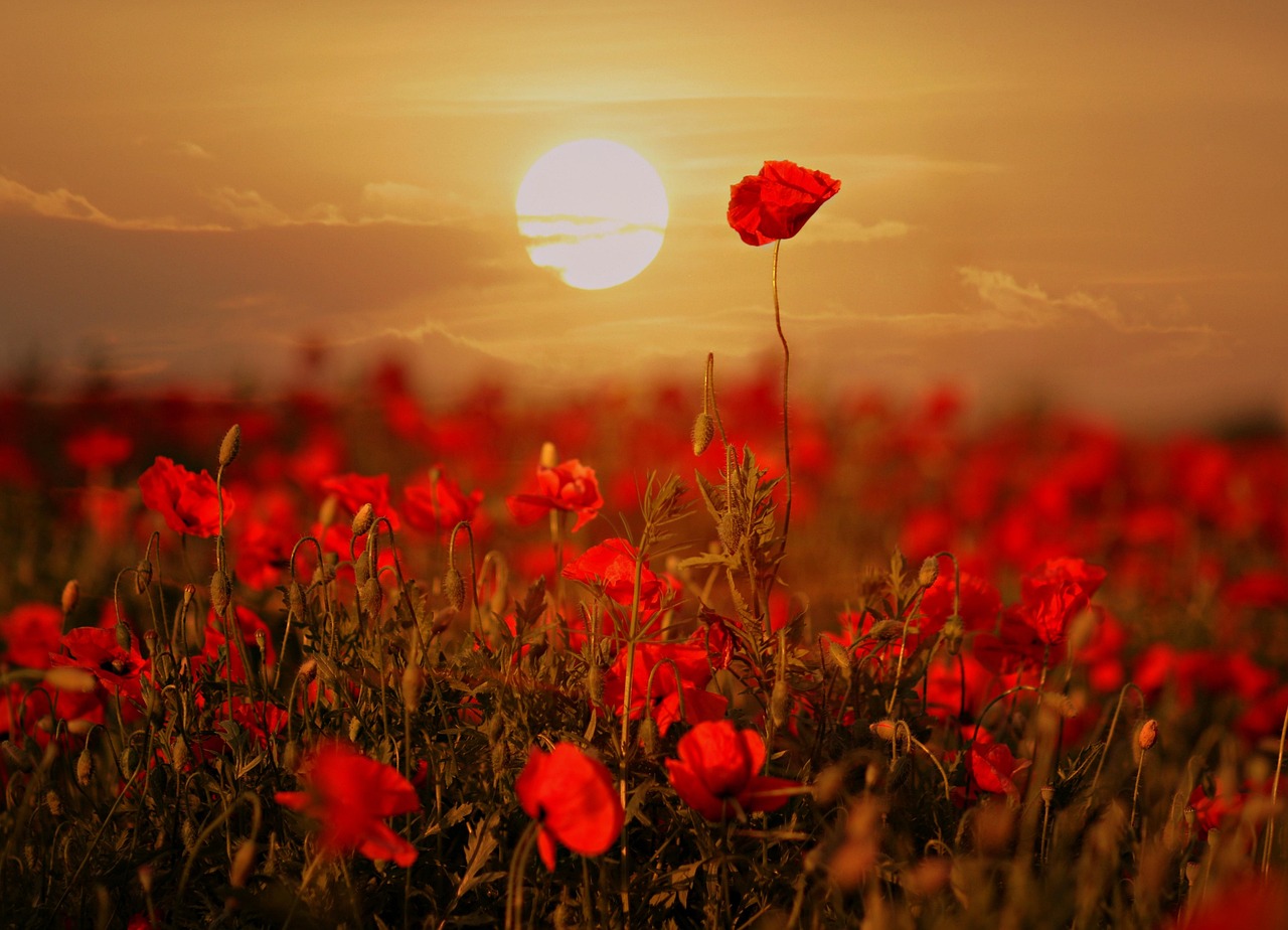 1,000+ Free Plain & Plain Background Images - Pixabay