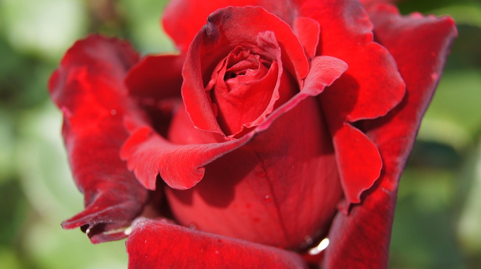 Rose Roses Red Blossom - Free photo on Pixabay