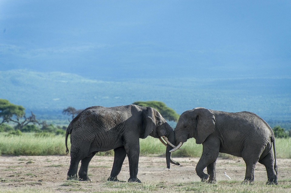 top 10 heaviest animals in the world
